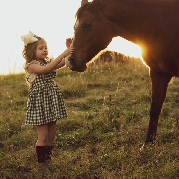 horse, sunset, nature-3970041.jpg